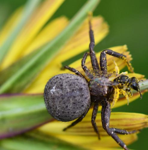 Xysticus sp.